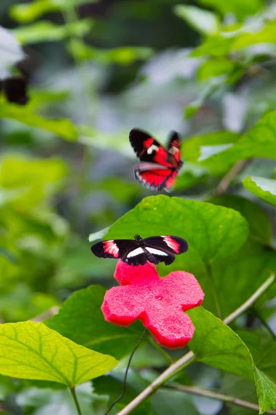 Je zwei Schmetterlinge huschen und spielen — Stockfoto