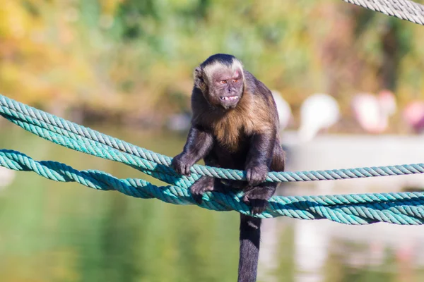 Bir ip (Cebus apella yürüyüş capuchin maymunu) — Stok fotoğraf