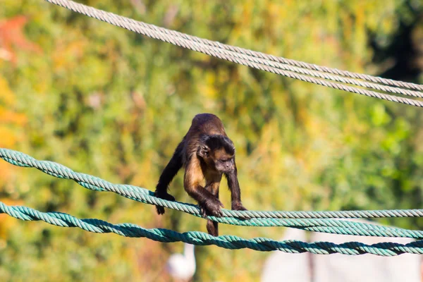 Mono capuchino caminando sobre una cuerda (Cebus apella ) — Foto de Stock