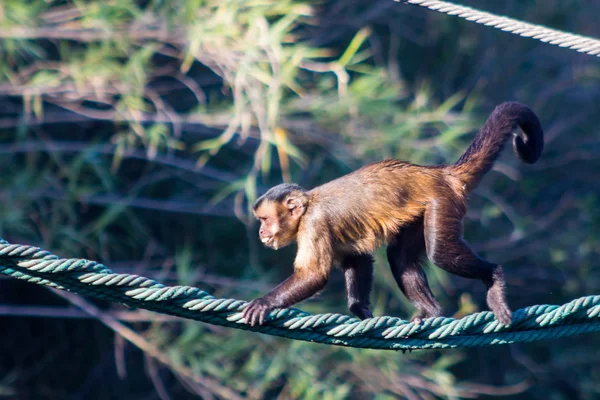 Capuchin monkey walking on a rope (Cebus apella)