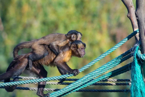 Biraz ip üzerinde yürüyen capuchin maymunu arkasına (Ceb