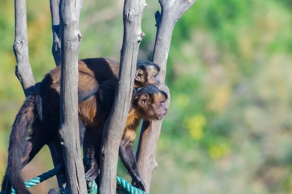 Капуцин обезьяна ходит с небольшим в спину (Cebus апелла ) — стоковое фото