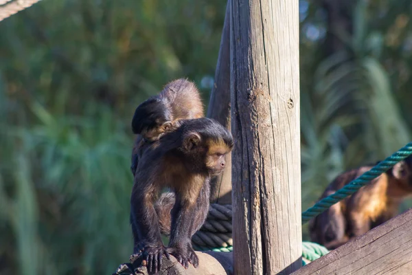 Capuchin monkey walks with a little to the back (Cebus apella) — Stock Photo, Image