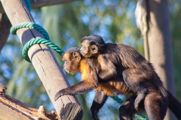 Capuchin monkey walks with a little to the back (Cebus apella) — Stock Photo, Image