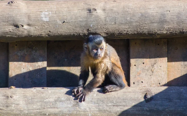 Divertido pequeño mono capuchino sentado en un tronco (Cebus apella ) —  Fotos de Stock
