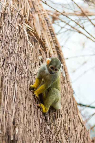 Mono ardilla amarillo (Saimiri sciureus ) —  Fotos de Stock