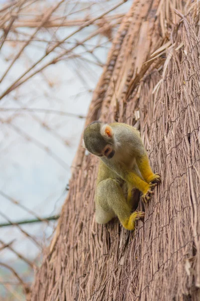 Sarı sincap maymun (Saimiri sciureus) — Stok fotoğraf