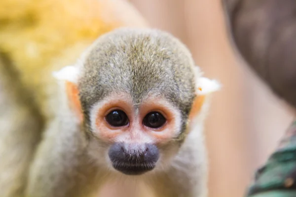 Gele eekhoorn aap (Saimiri sciureus) — Stockfoto