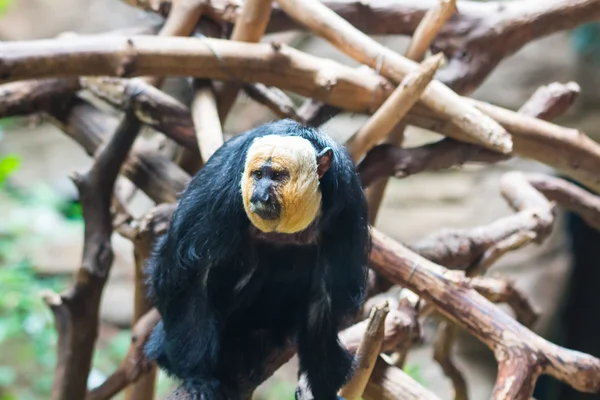 Saki Monkey Head White ( Pithecia Pithecia ) — Foto Stock