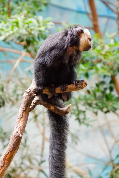 Saki Monkey Head Wit (Pithecia pithecia ) — Stockfoto