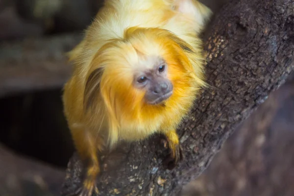 Altın Aslan pembe maymun (leontopithecus rosalia) — Stok fotoğraf