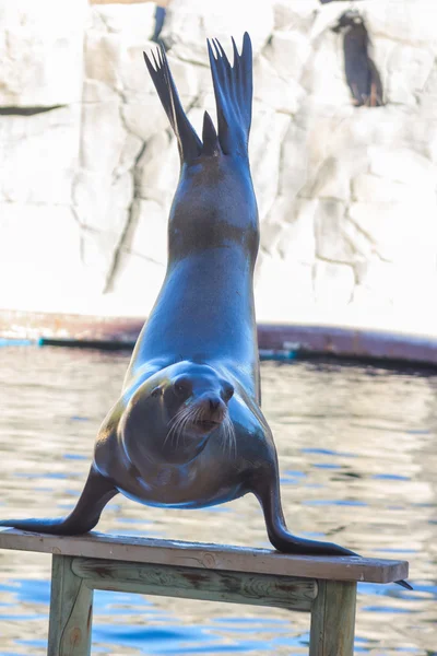 León marino haciendo pino (Zalophus californianus ) — Foto de Stock