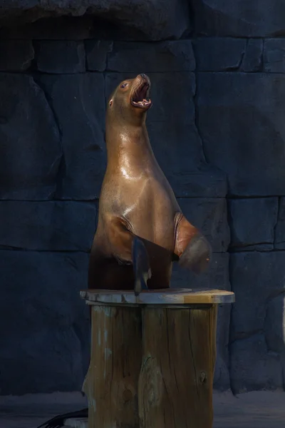 Hotel Sea Lion robi śmieszne rzeczy (Zalophus californianus) — Zdjęcie stockowe