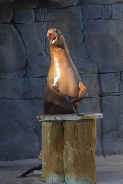 León marino haciendo cosas divertidas (Zalophus californianus ) — Foto de Stock