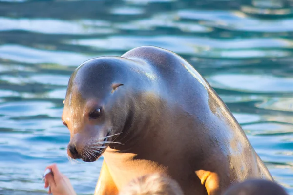 Sea Lion gör roliga saker (Zalophus californianus) — Stockfoto