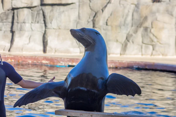 León marino haciendo cosas divertidas (Zalophus californianus ) —  Fotos de Stock