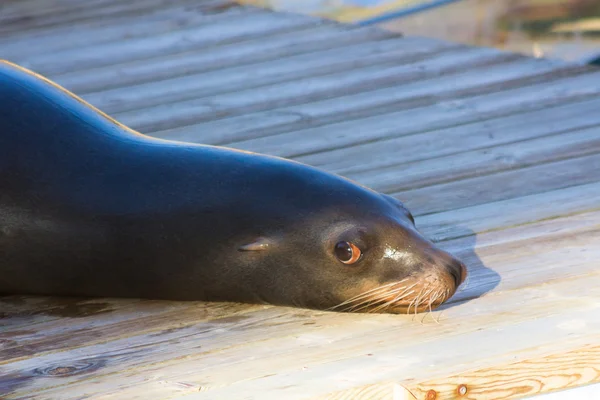 Leão-marinho (Zalophus californianus ) — Fotografia de Stock