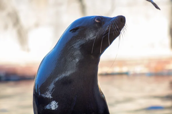 Hotel Sea Lion (Zalophus californianus) — Stock fotografie