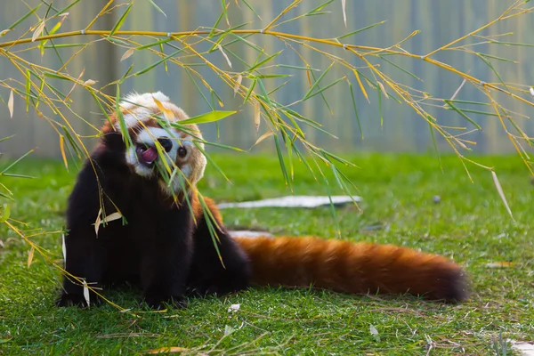 Панда красная или меньшая панда (Ailurus fulgens ) — стоковое фото