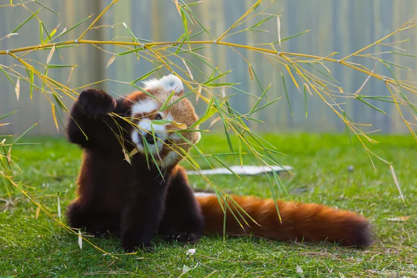 El panda rojo o menor (Ailurus fulgens ) — Foto de Stock