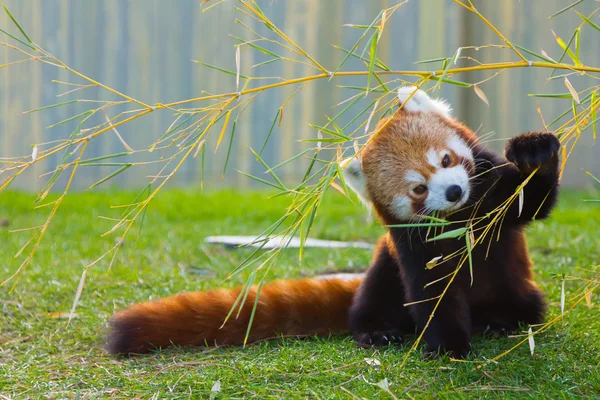 De rode panda of kleine panda (Ailurus fulgens) — Stockfoto