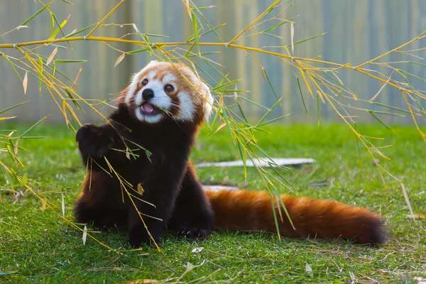 Панда красная или меньшая панда (Ailurus fulgens ) — стоковое фото