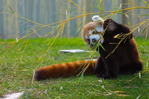 The panda red or lesser panda (Ailurus fulgens) — Stock Photo, Image