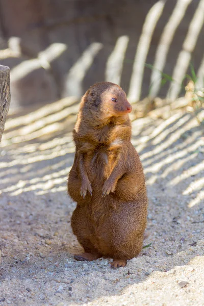 Prairie dog (Cynomys ludovicianus) — Stock Photo, Image