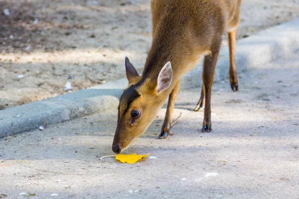 Muntjac (muntiacus reevesi)) — Stockfoto