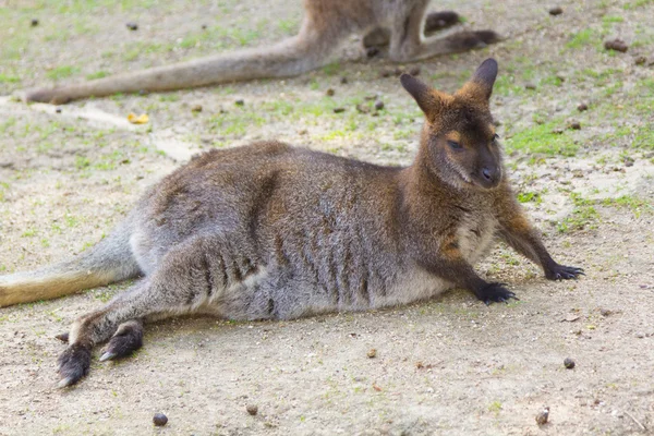 Canguru de Bennet (Macropus rufogriseus) — Fotografia de Stock