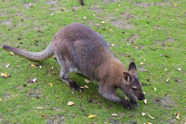Wallaby de Bennet (Macropus rufogriseus) – stockfoto