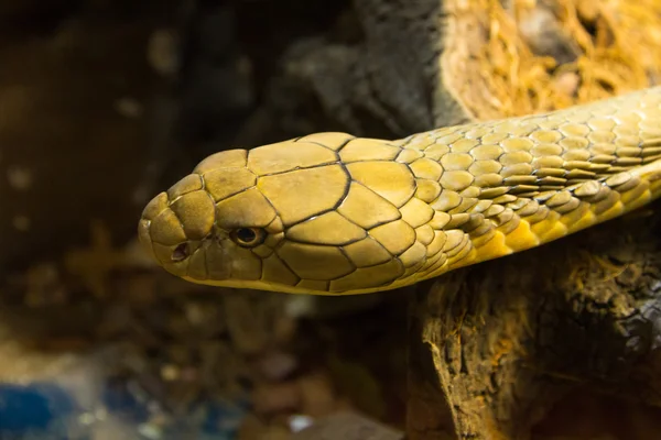 Cobra real (Ophiophagus hannah) —  Fotos de Stock