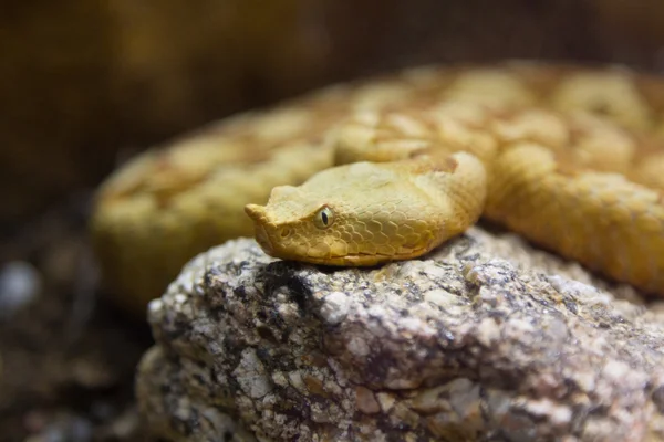 Kobry królewskiej (Ophiophagus hannah) — Zdjęcie stockowe