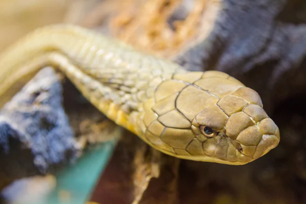 Kobry królewskiej (Ophiophagus hannah) — Zdjęcie stockowe