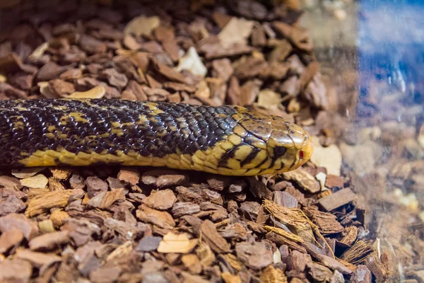 Siyahımsı Cobra (Naja melanoleuca) — Stok fotoğraf