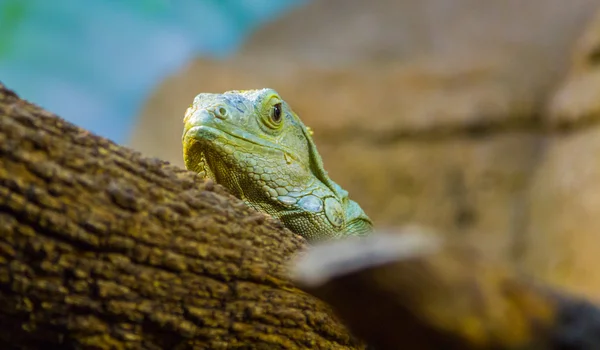 Fiji iguana (Brachylophus fasciatus) — Stockfoto