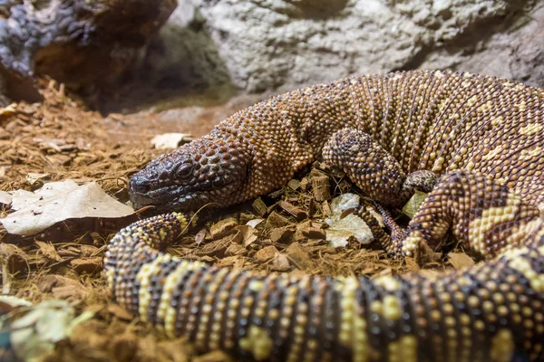 Lagarto moteado (Heloderma horridum ) —  Fotos de Stock