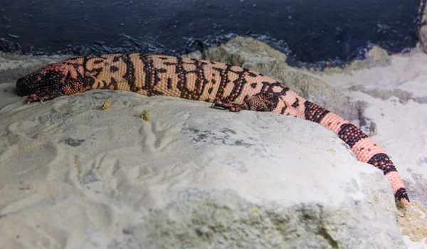 Mottled lizard (Heloderma horridum) — Stock Photo, Image