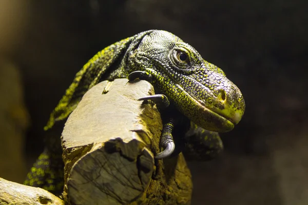 Reptil peligroso Komodo Dragon Varanus komodoensis —  Fotos de Stock