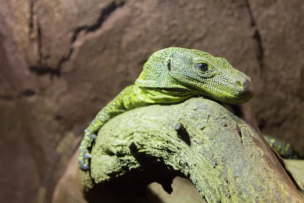 Reptil peligroso Komodo Dragon Varanus komodoensis — Foto de Stock
