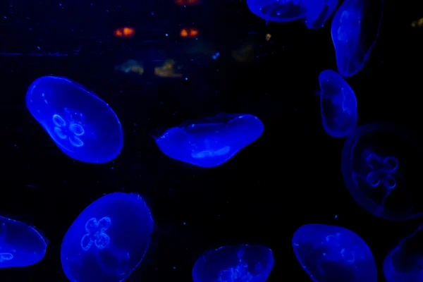 Common jellyfish (Aurelia aurita) — Stock Photo, Image