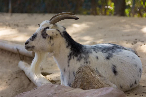 Goat white with black spots — Stock Photo, Image