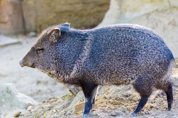 Yaban domuzu (Sus Scrofa) — Stok fotoğraf