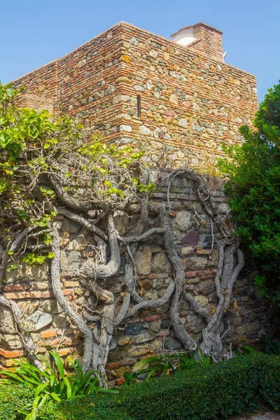 Podwórka i ogrody pałacu sławny twierdza Alcazaba w M — Zdjęcie stockowe