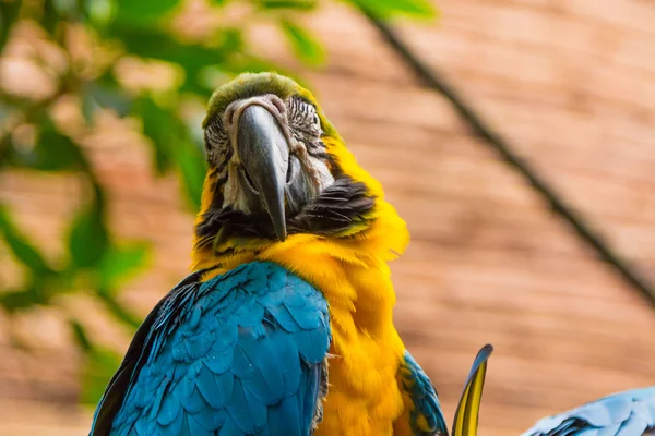 Blue and Yellow Macaw (Ara ararauna) — Stock Image Blue and Yellow Macaw (Ara ararauna) Royalty Free Stock Photos