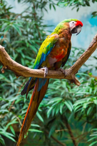 Nice colorful parrot — Stock Image Nice colorful parrot Stock Image