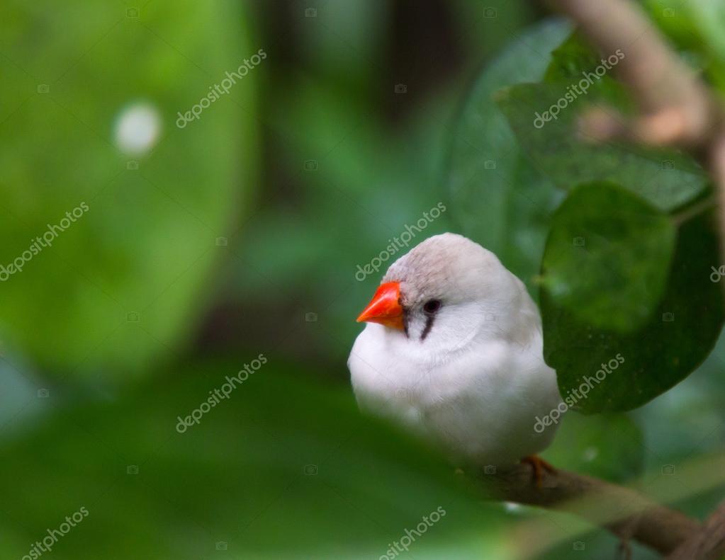 Oiseau Blanc Avec Le Bec Orange Photographie James633