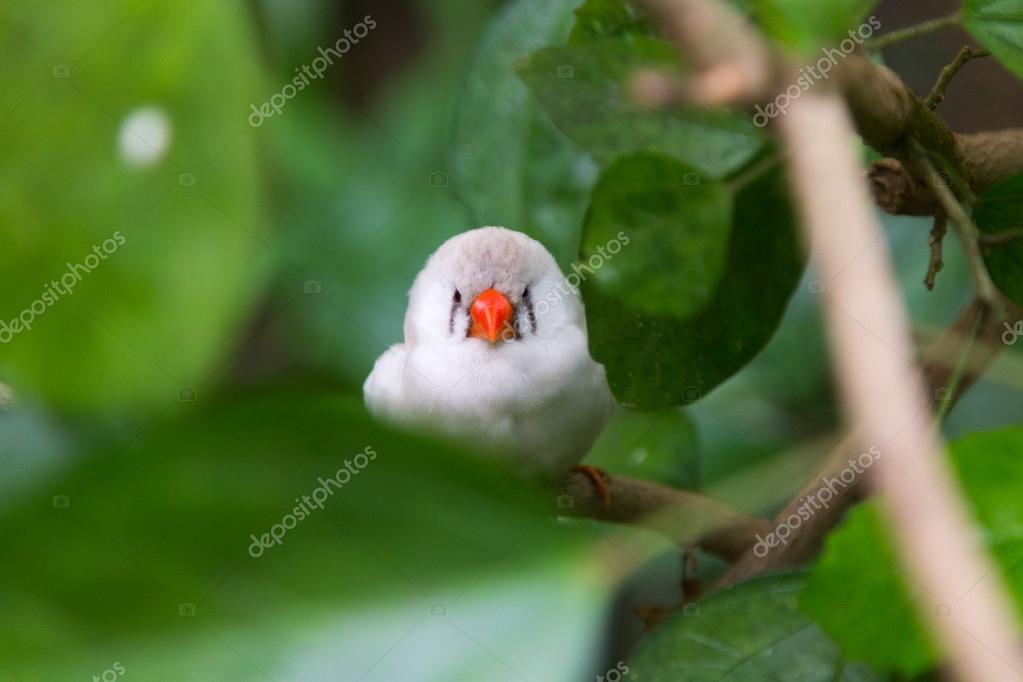 Oiseau Blanc Avec Le Bec Orange Photographie James633