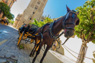 Sevilla, İspanya ünlü Giralda yanındaki atı ile taşıma