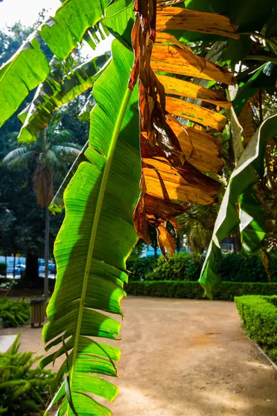 Caminhos para passear pelos jardins do Parque de Málaga, Spa — Fotografia de Stock